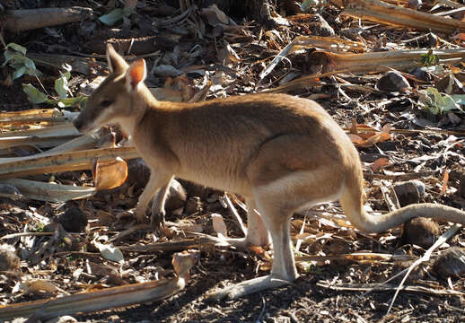 Image of Agile Wallaby