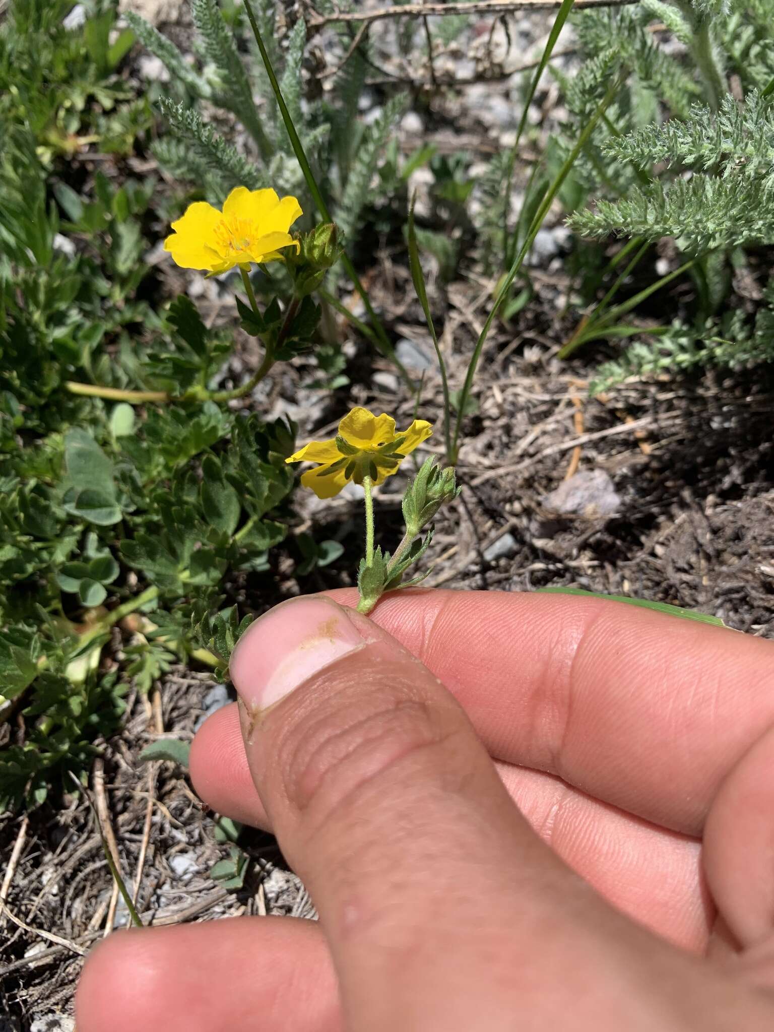 Image of Drummond's cinquefoil