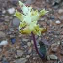 Image of Lachenalia ameliae W. F. Barker