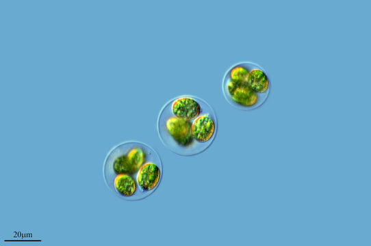 Image of <i>Gloeocystis gigas</i>