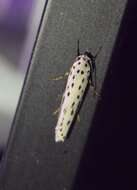 Image of Zeller's Ethmia Moth