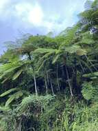 Image of West Indian treefern