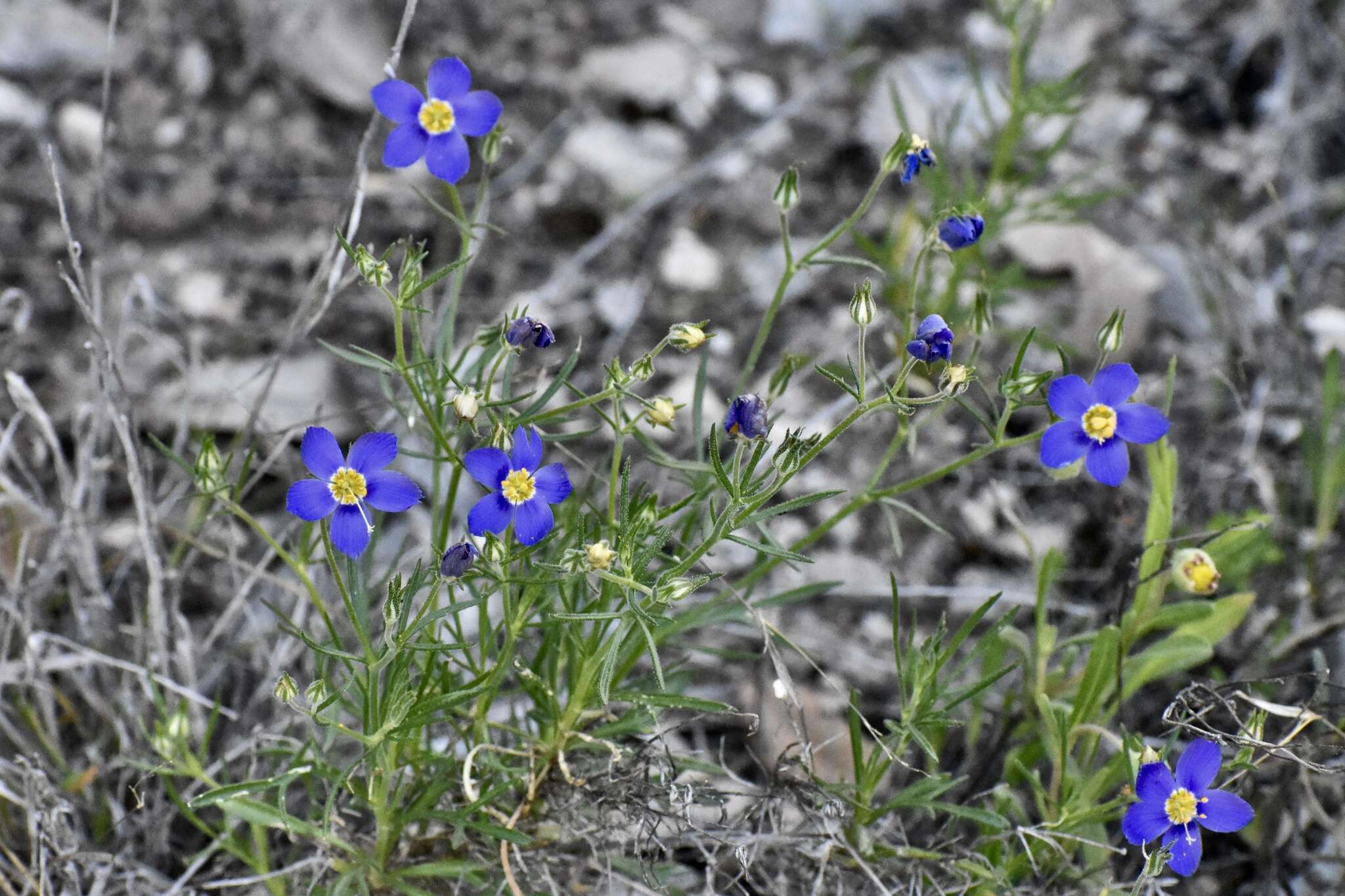 Image of bluebowls