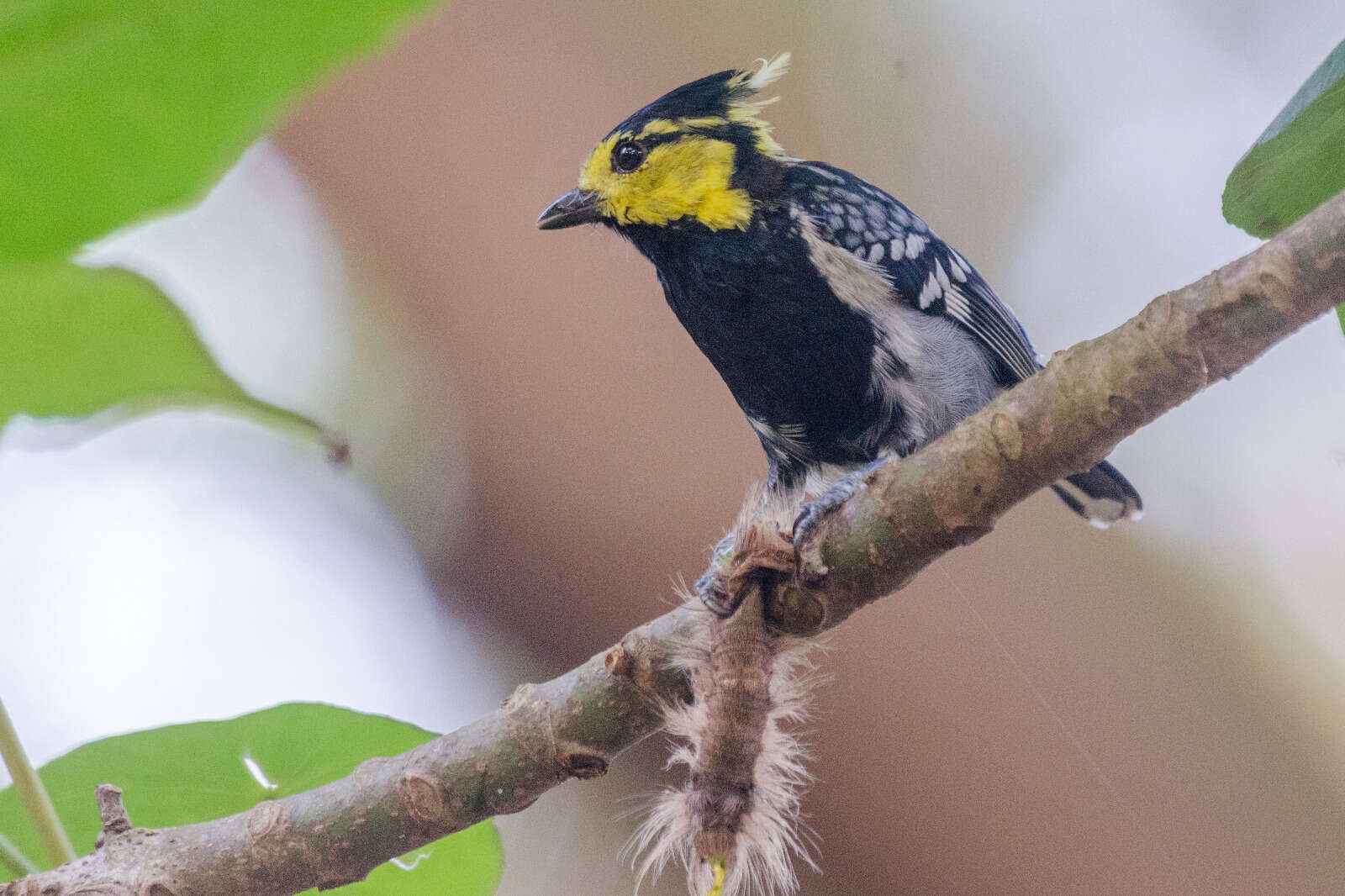 Image of Yellow-cheeked Tit