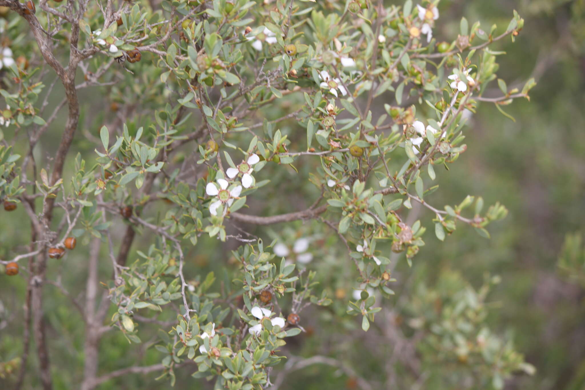 Image of green teatree