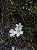 Image of Gentianella serotina (Cockayne) T. N. Ho & S. W. Liu