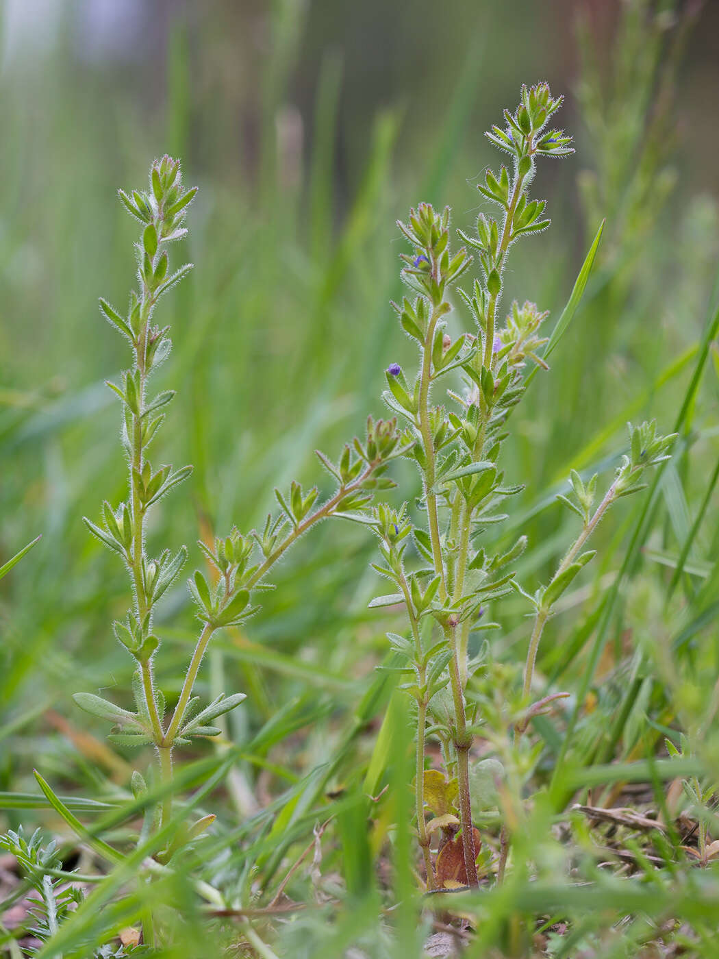 Image of spring speedwell