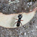 Image of Daerlac cephalotes (Dallas & W. S. 1852)