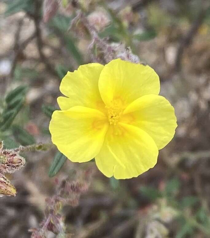 Plancia ëd Helianthemum hirtum (L.) Miller