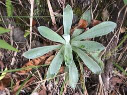 Plancia ëd Pseudognaphalium adnatum (DC.) Y. S. Chen