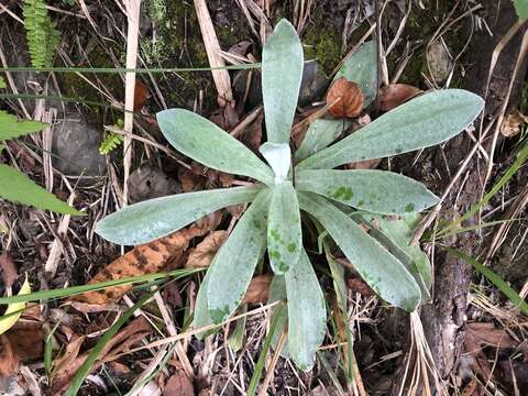 Image de Pseudognaphalium adnatum (DC.) Y. S. Chen