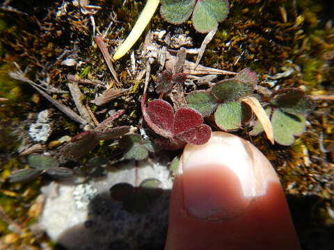 Image of Oxalis eckloniana C. Presl