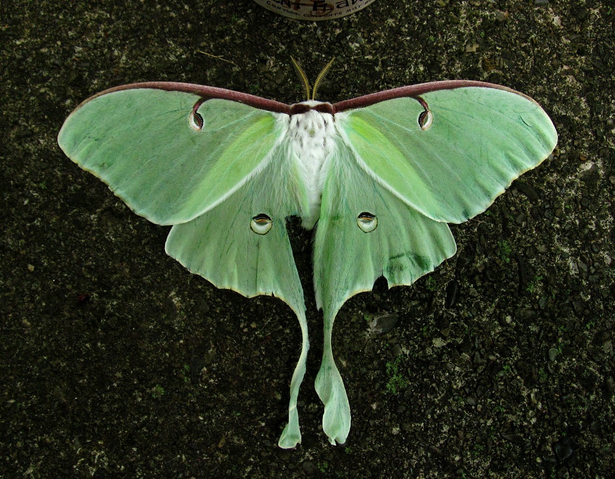 Luna Moth Encyclopedia Of Life 