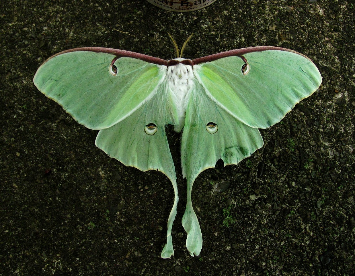 Luna Moth Encyclopedia Of Life