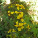 Image of Coreocarpus parthenioides var. heterocarpus (A. Gray) S. F. Blake