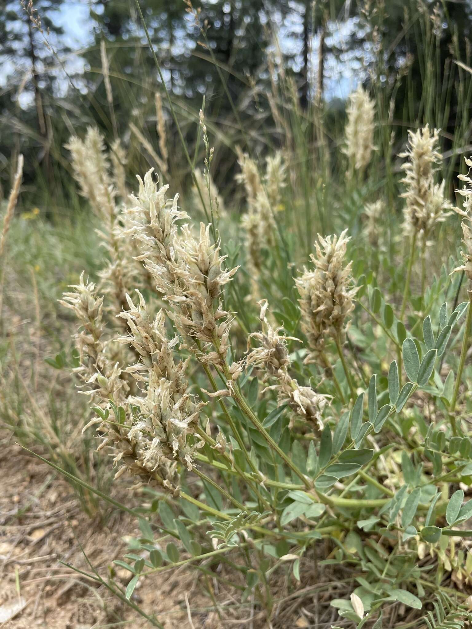 Image of prairie milkvetch