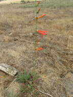 Sivun Penstemon labrosus (A. Gray) Mast. ex Hook. fil. kuva