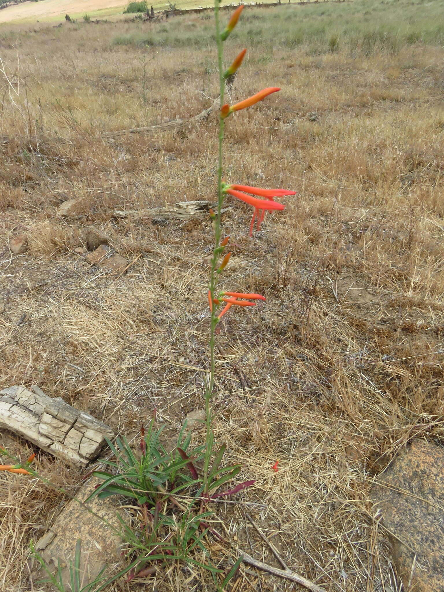 Sivun Penstemon labrosus (A. Gray) Mast. ex Hook. fil. kuva