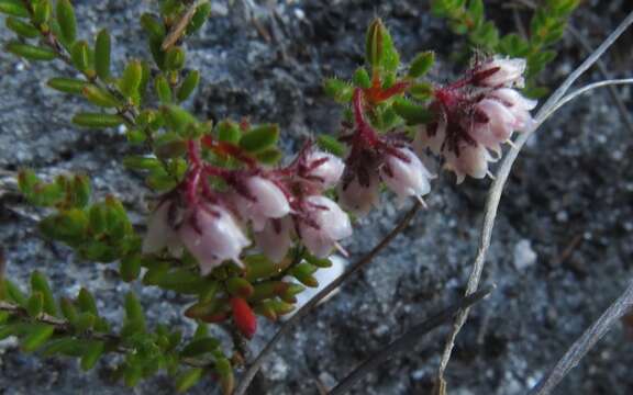 Image of Erica ioniana E. G. H. Oliver