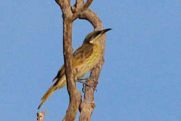 Image of Varied Honeyeater