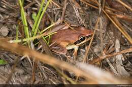 Sivun Litoria nigrofrenata (Günther 1867) kuva