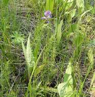 Image of Polygala hybrida Bruegg.