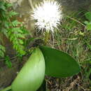 Image of Haemanthus humilis subsp. hirsutus (Baker) Snijman