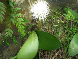 Image of Haemanthus humilis subsp. hirsutus (Baker) Snijman