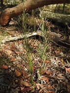 Image of Cycad