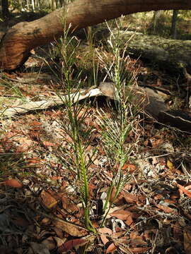 Image of Cycad