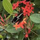 Image of Papilio pelaus Fabricius 1775