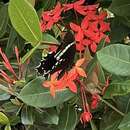 Papilio pelaus Fabricius 1775的圖片