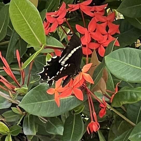 Sivun Papilio pelaus Fabricius 1775 kuva