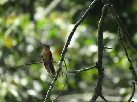 Image of Rufous Sabrewing