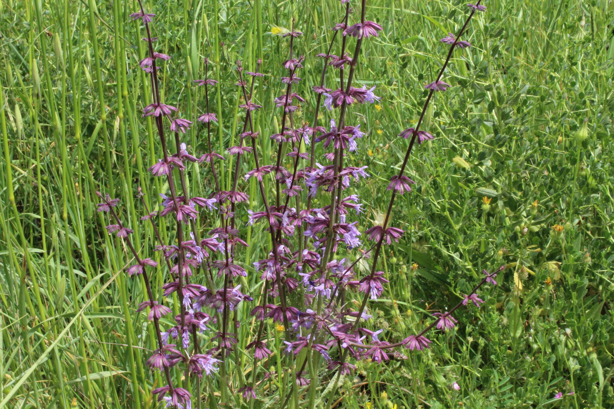 Imagem de Salvia judaica Boiss.