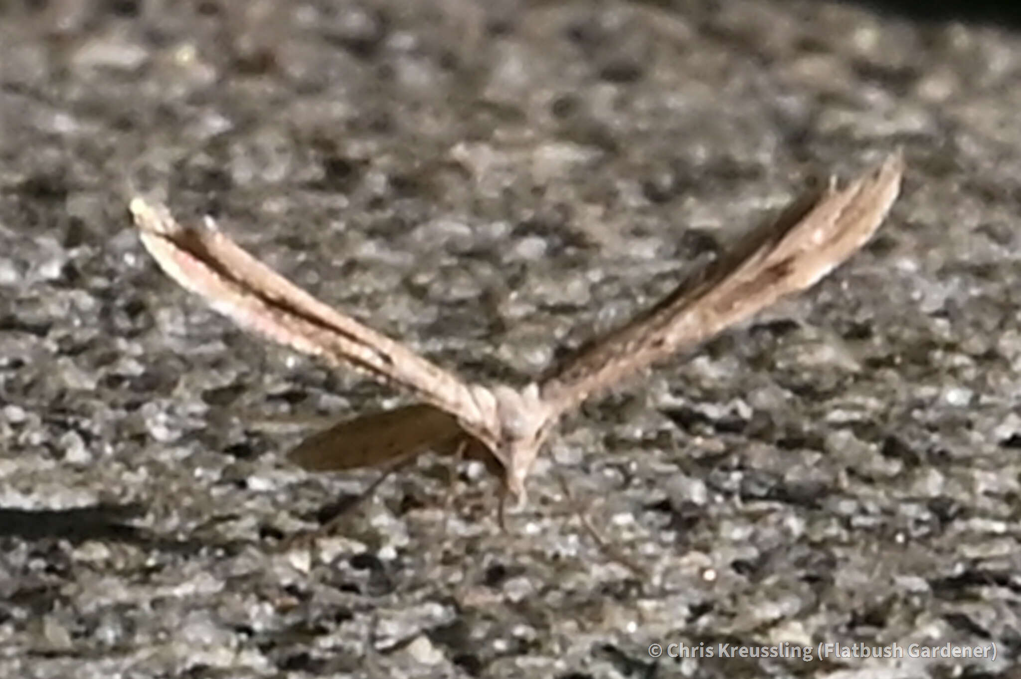 Lioptilodes albistriolatus (Zeller 1871) resmi