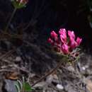 Image of Anthyllis vulneraria subsp. arundana (Boiss. & Reut.) Vasc.