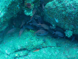 Image of Panamic soldierfish