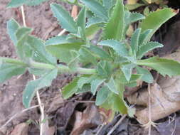 Image of Susanville beardtongue