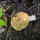 Image of Pulveroboletus atkinsonianus (Murrill) L. D. Gómez 1997