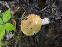 Image of Pulveroboletus atkinsonianus (Murrill) L. D. Gómez 1997