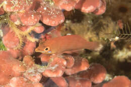 Image of Disappearing wrasse