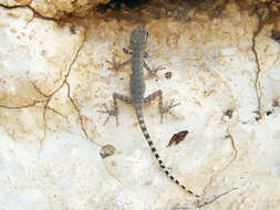 Image of Oman Rock Gecko