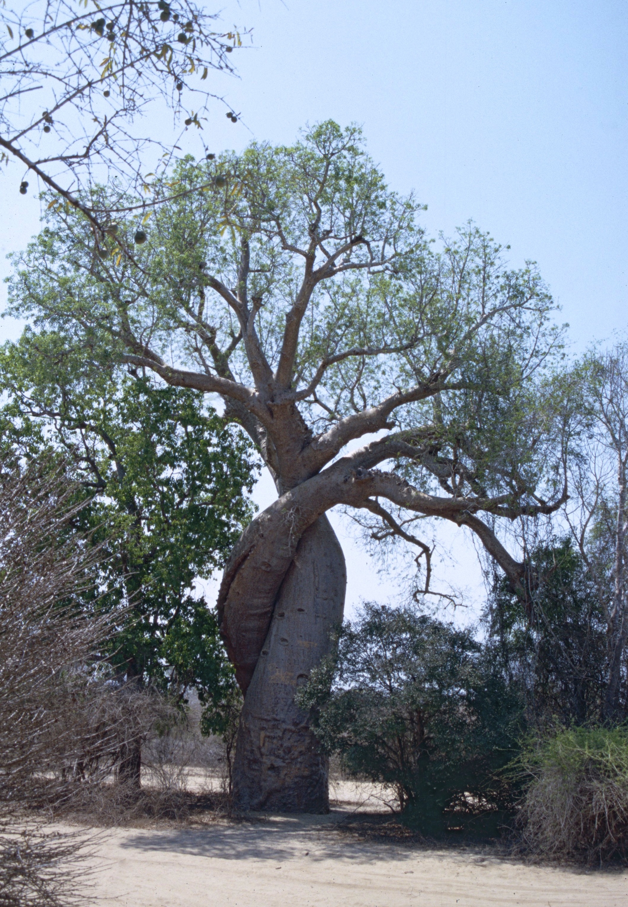 Perrier's Baobab - Encyclopedia of Life