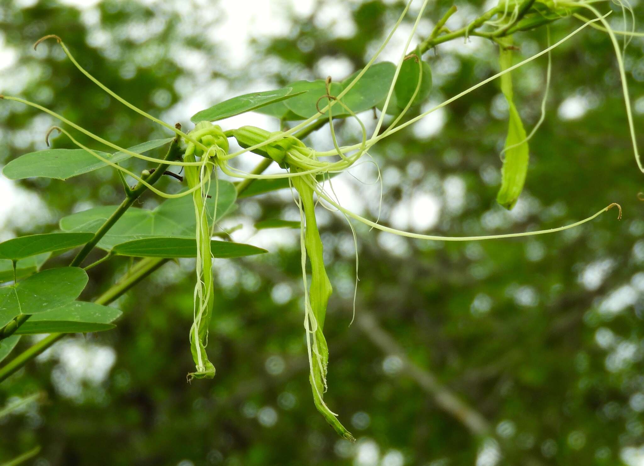 Plancia ëd Bauhinia pauletia Pers.