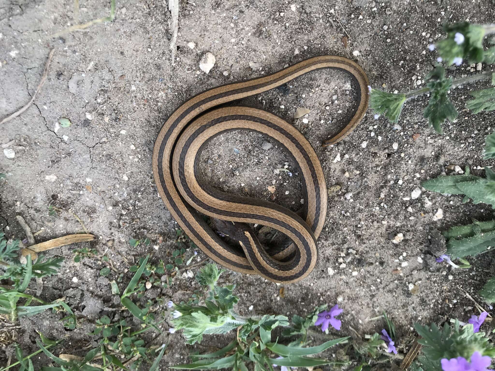 Image of Black-striped Snake