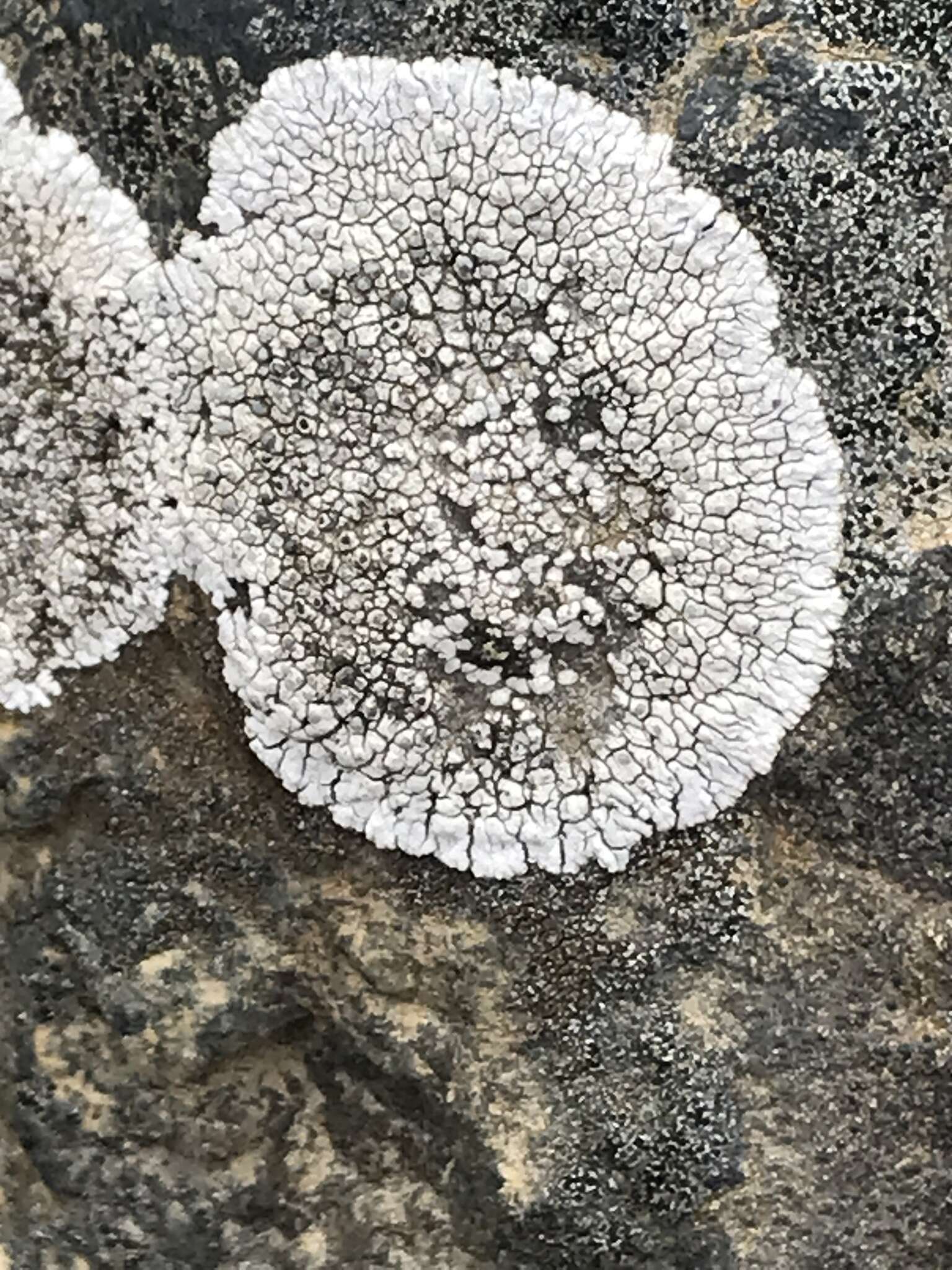 Image of mountain lichen