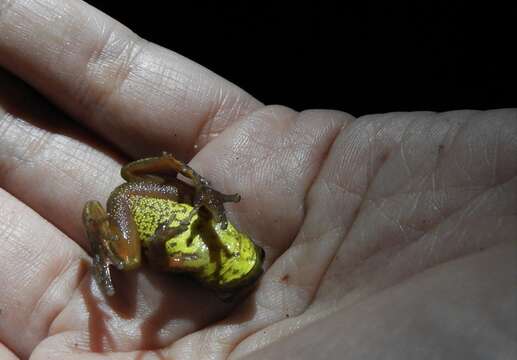 Image of Dendropsophus bogerti (Cochran & Goin 1970)