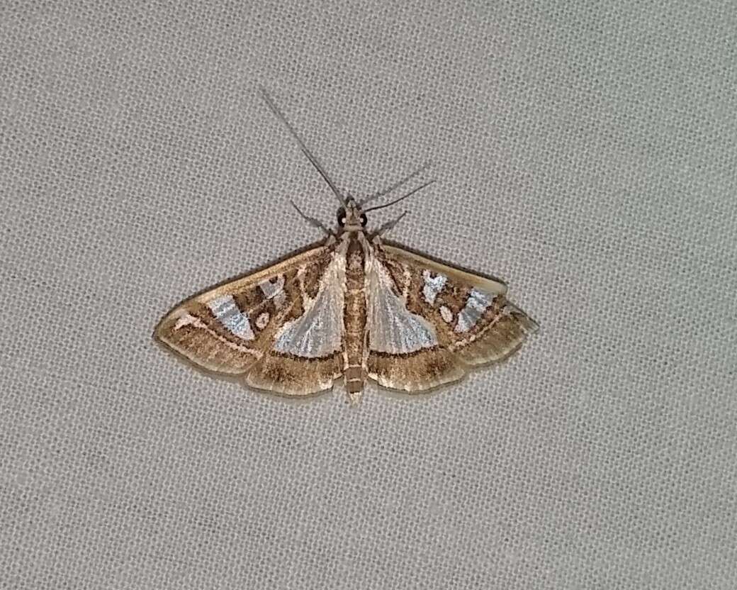 Image of Moth