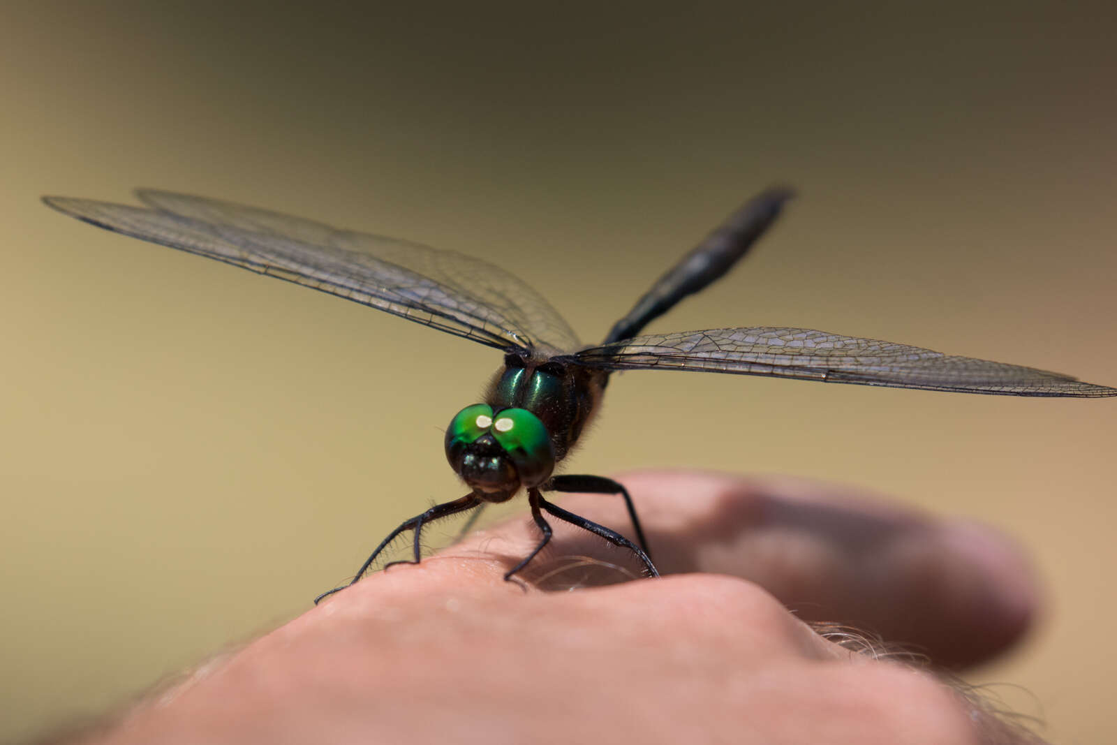 Image of Williamson's Emerald